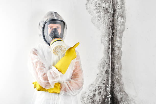 Best Attic Mold Removal in Ruthers, CA